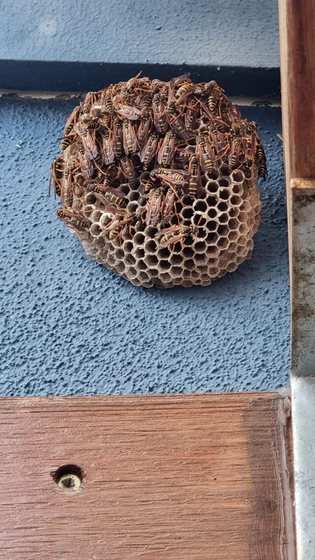 Pestaway Sydney
