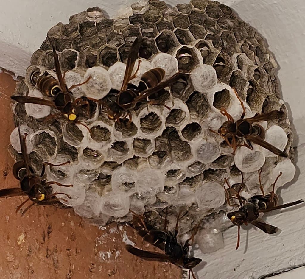 Micropest Pest Control Sydney