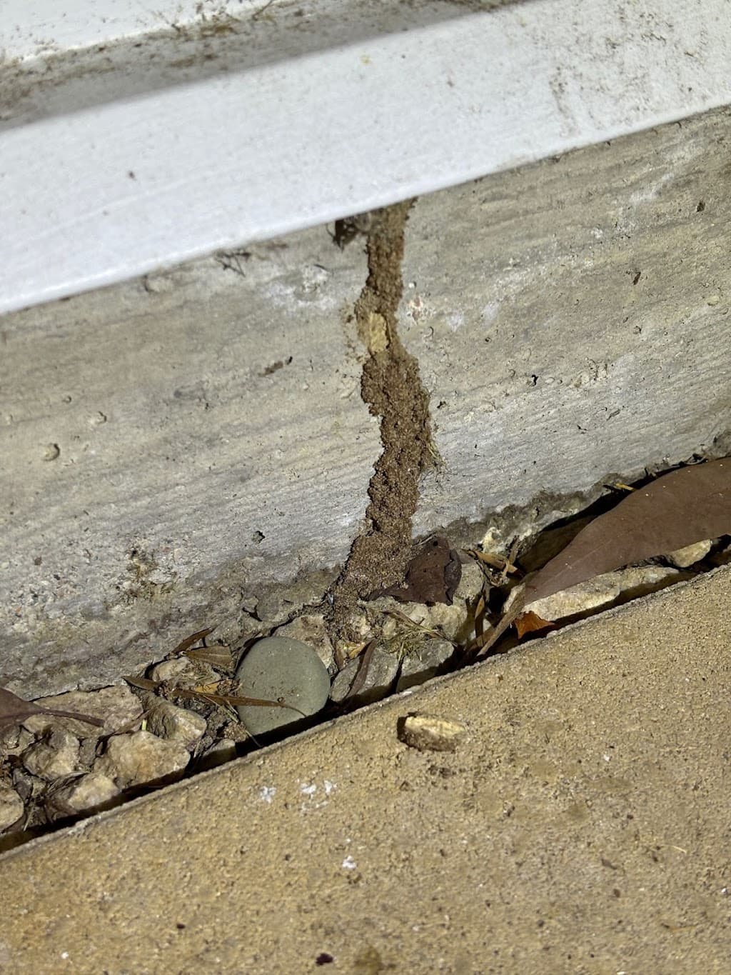 Conquer Termites Pest Management