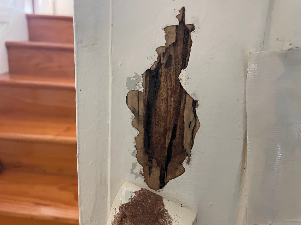 MacCotter Termite & Pest Control
