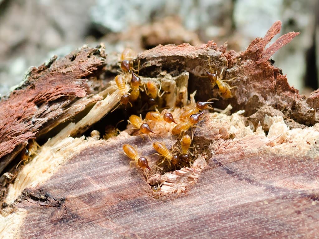 Results Termite & Pest Control Services