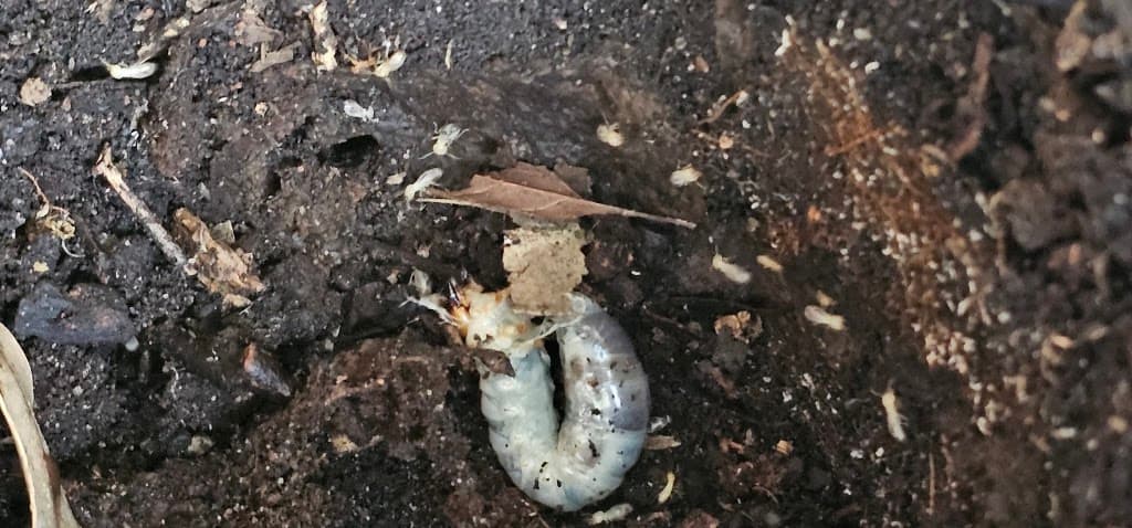 Micropest Pest Control Sydney