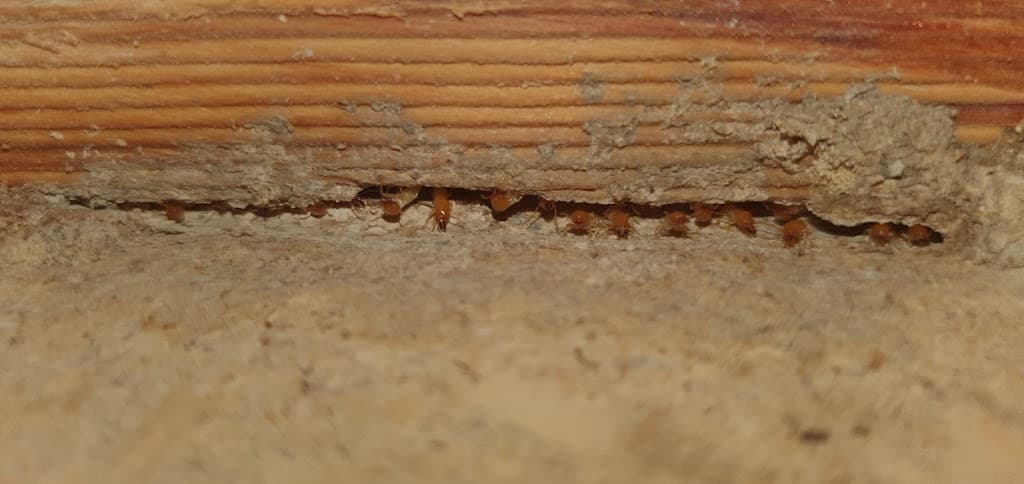 GC Pest Control Gold Coast