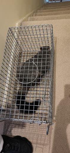 BugFree Pest Control — Customer photo