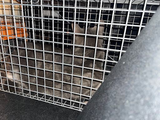A1 Pest Control — Customer photo