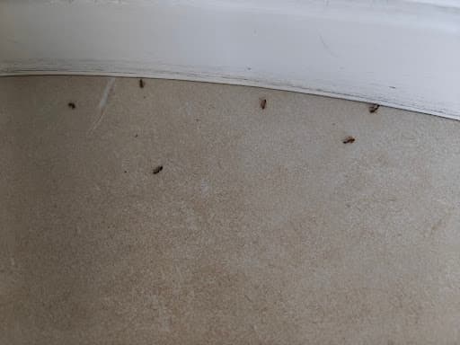 Bundilla Pest Control — Customer photo