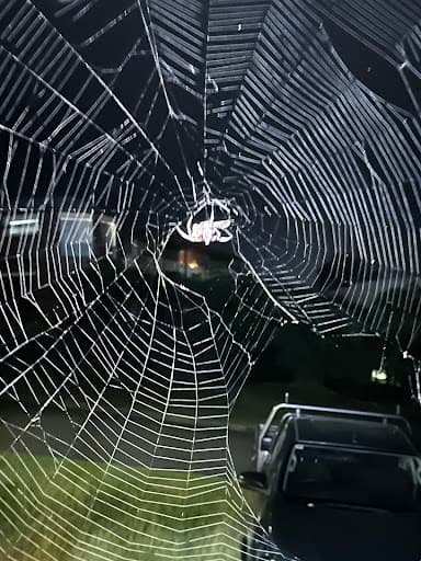 Flick Pest Control Bundaberg — Customer photo