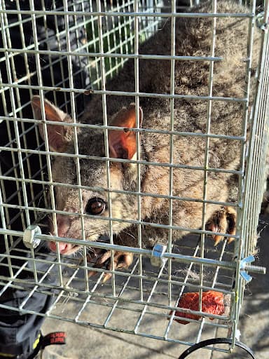 Zap It Pest & Termite Control Melbourne — Customer photo
