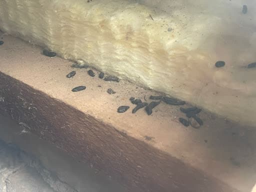 House Care Pest Control — Customer photo
