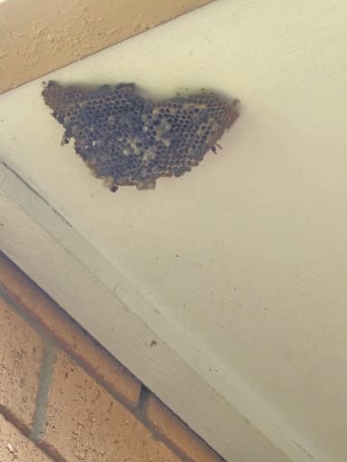 Multi Dynamic Pest Control — Customer photo