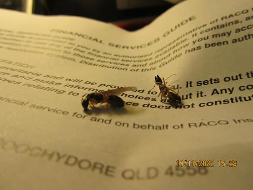 Zero Termite & Pest — Customer photo