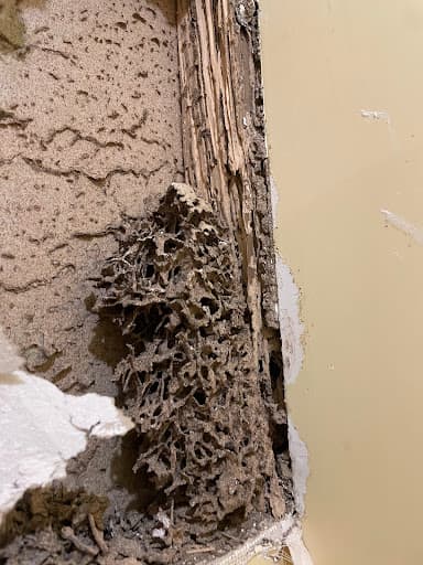 Action Termite Solutions Hervey Bay — Customer photo