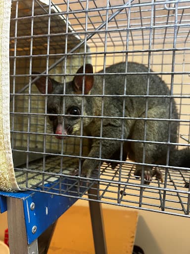 A1 Pest Control — Customer photo