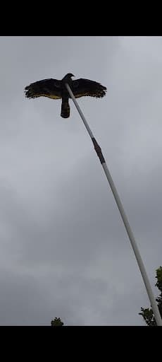 Hawk Bird Scarer — Customer photo