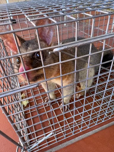 BugFree Pest Control — Customer photo