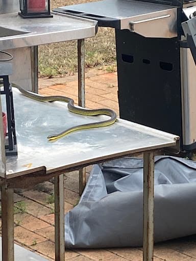CQ Snake Catchers — Customer photo