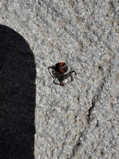 DNA Pest Control — Customer photo