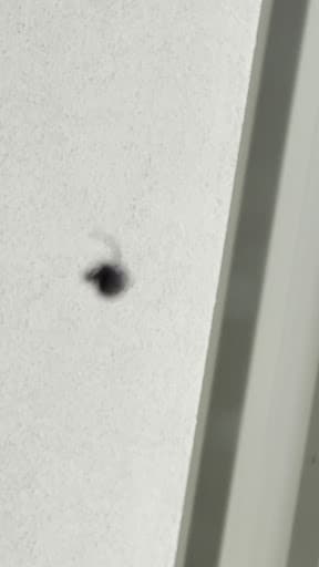 All-U-Need Pest Control & Termite Treatment Perth — Customer photo