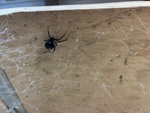Complete Termite Solutions — Customer photo