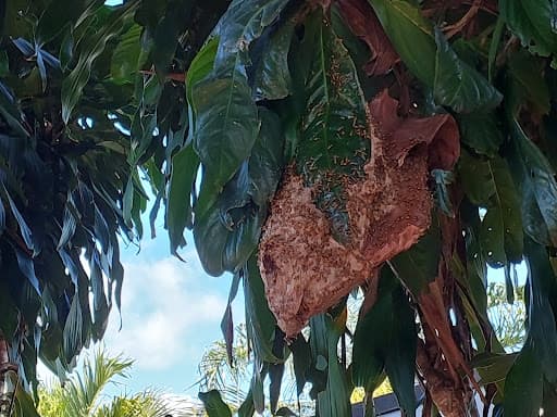 Tropical Palms Pest Management — Customer photo