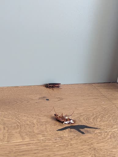 Newcastle Kill A Pest - Pest Control & Termite Inspection Reports — Customer photo