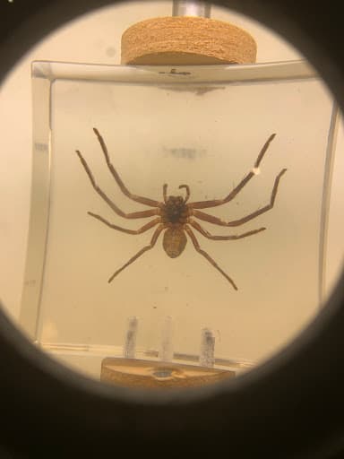 BugOff Pest Control — Customer photo