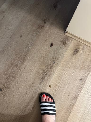 Sydney Wide Pest Solutions — Customer photo