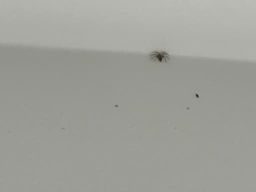 Sydney Wide Pest Solutions — Customer photo