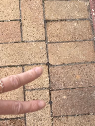 Slug A Bug Pest Control Brisbane — Customer photo