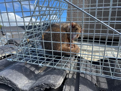 Zap It Pest & Termite Control Melbourne — Customer photo